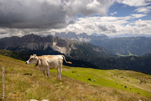 Single cow alone in the mountains