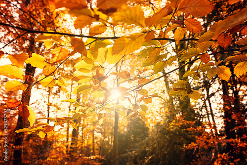 Herbst Blätter mit Sonnenstrahlen  © Yvonne Weis