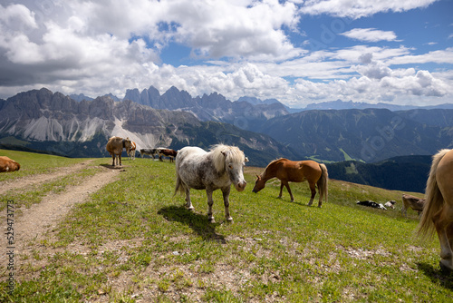 pony and horses in the mountains