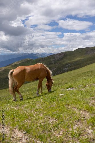 Single horse in the green mountains © Nilton