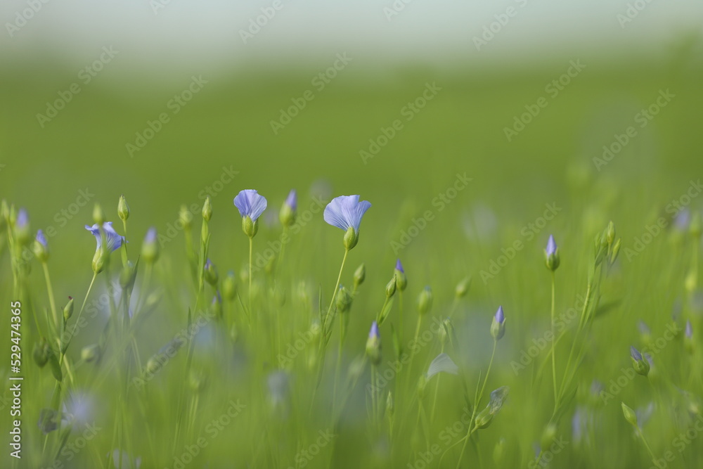 blue linen blossom in green field and blue sky