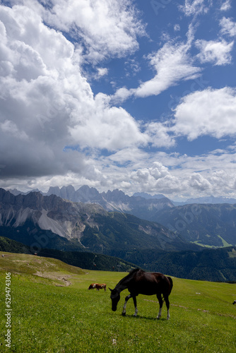 horse grazing in the mountains