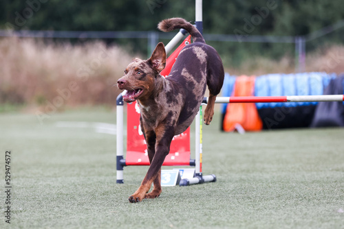 Red merle Catahoula Leopard Dog running agility course on outside competition during sunny summer time.Smart, working and obedient short coated Catahoula Leopard Dog doing agility hurdle