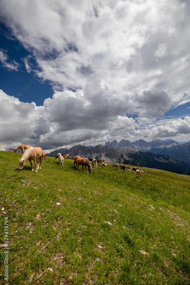 horses grazing in the mountains