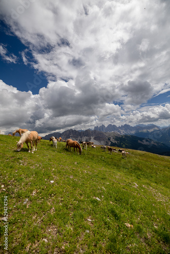 horses grazing in the mountains © Nilton
