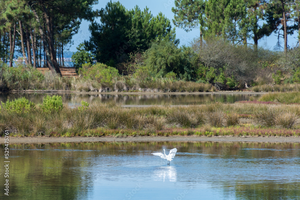 ANDERNOS (Bassin d'Arcachon, France), site naturel de Saint-Brice-Les quinconces ANDERNOS (Bassin d'Arcachon, France), site naturel de Saint-Brice-Les quinconces