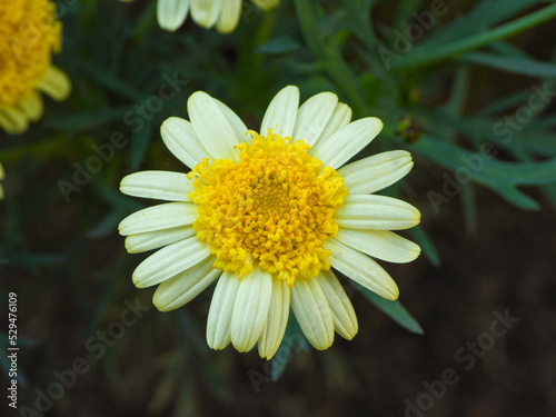 Flor Margarita color amarillo y blanco 