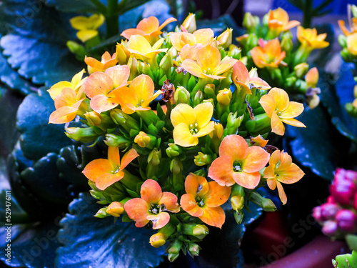 Floración de kalanchoe  amarilla