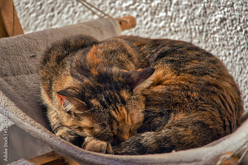 cat sleeping hammok