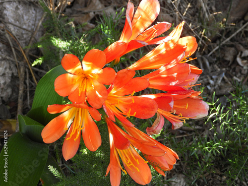 Flor Clivia color anaranjada en floración 