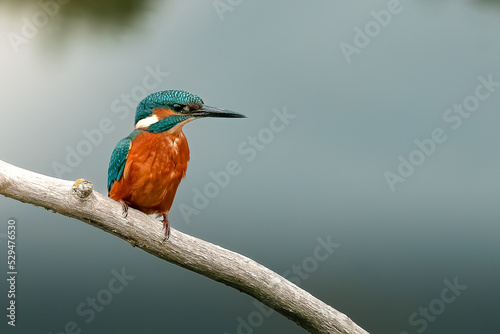 Kingfisher Perching