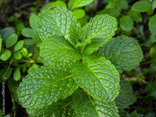 Menta verde muy frondosa en primavera 