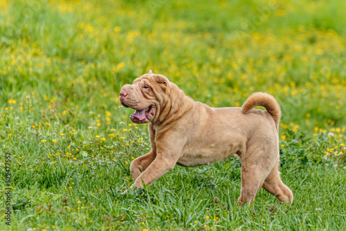 Shar Pei dog running in the field on lure coursing competition with sunny weather