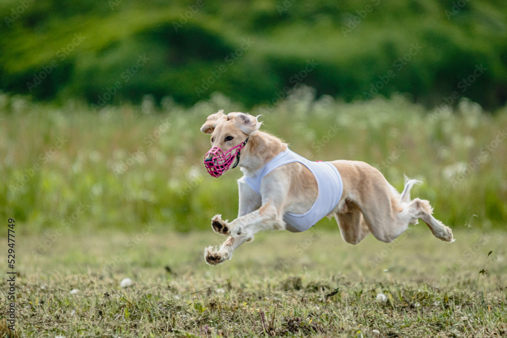 Saluki dog lifted off the ground during the dog racing competition running straight into camera Saluki dog lifted off the ground during the dog racing competition running straight into camera