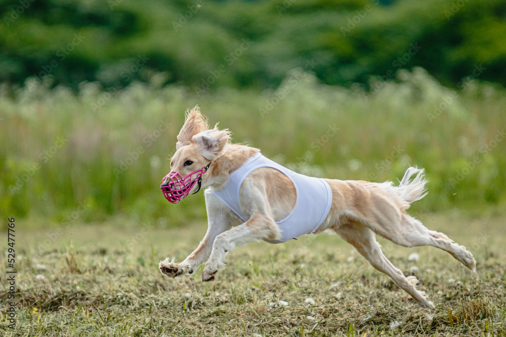 Saluki dog lifted off the ground during the dog racing competition running straight into camera