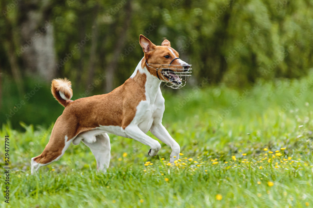 Young basenji dog competing in running in the green field on lure coursing competition