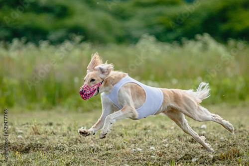 Saluki dog lifted off the ground during the dog racing competition running straight into camera © Aleksandr Tarlokov