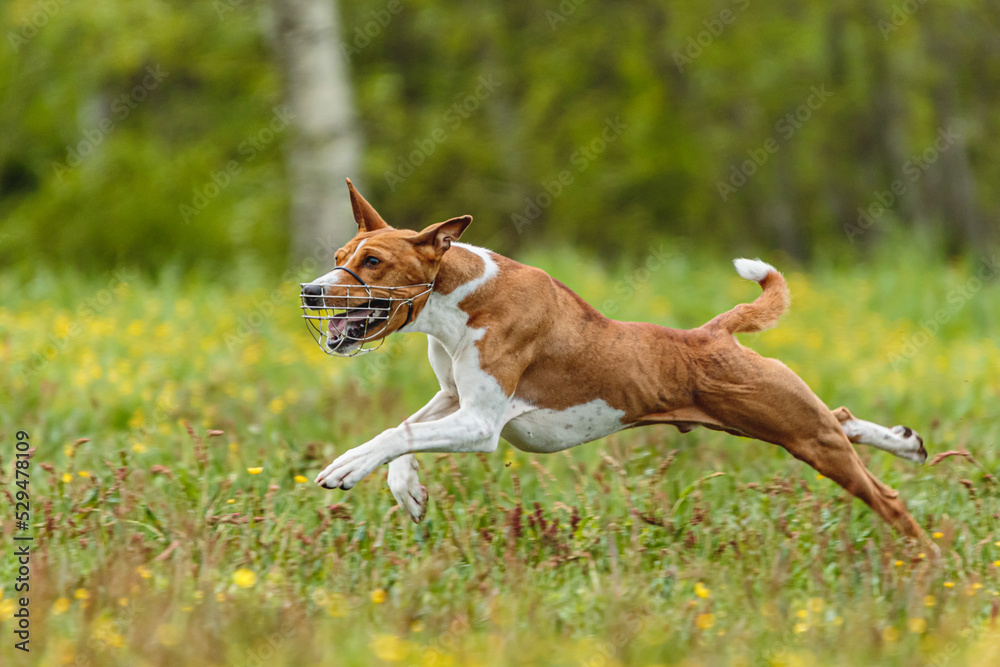Young basenji dog competing in running in the green field on lure coursing competition