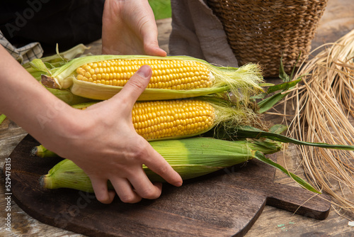 The farmer puts fresh corn on the table for cooking