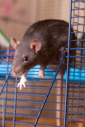 black rat in cage closeup