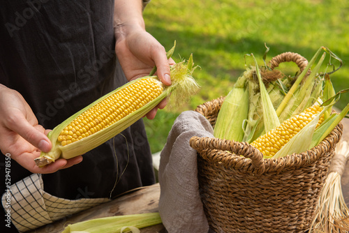 The farmer puts fresh corn on the table for cooking