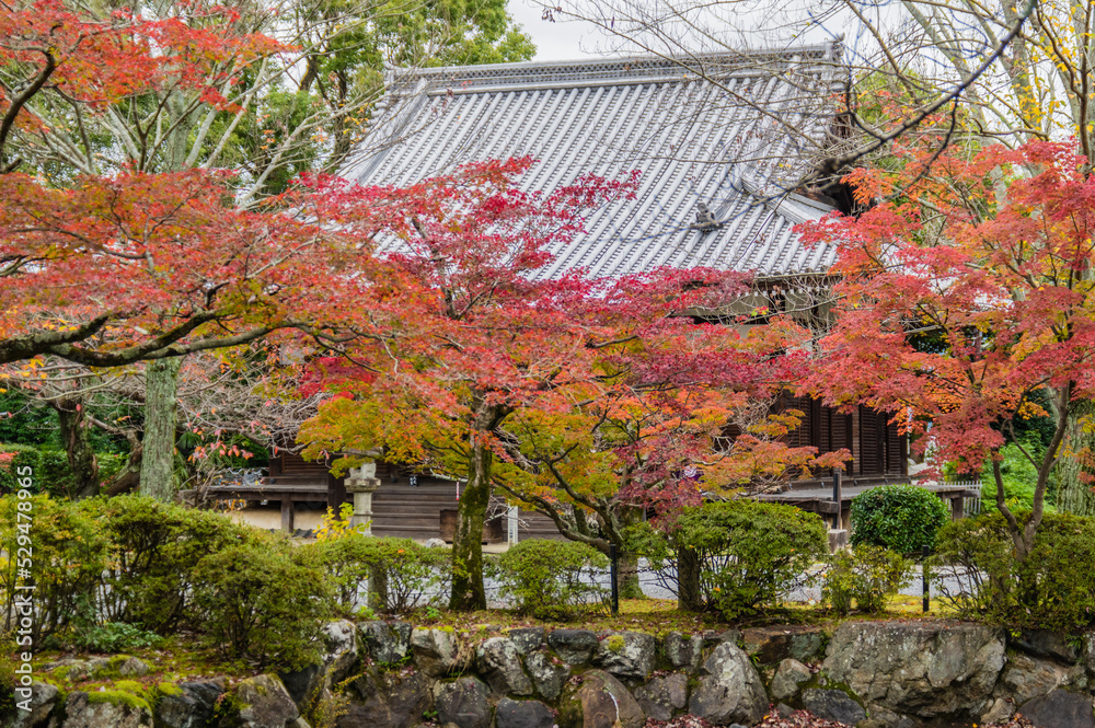 京都の秋