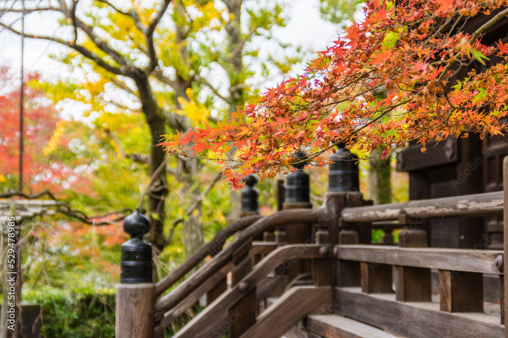 京都の秋