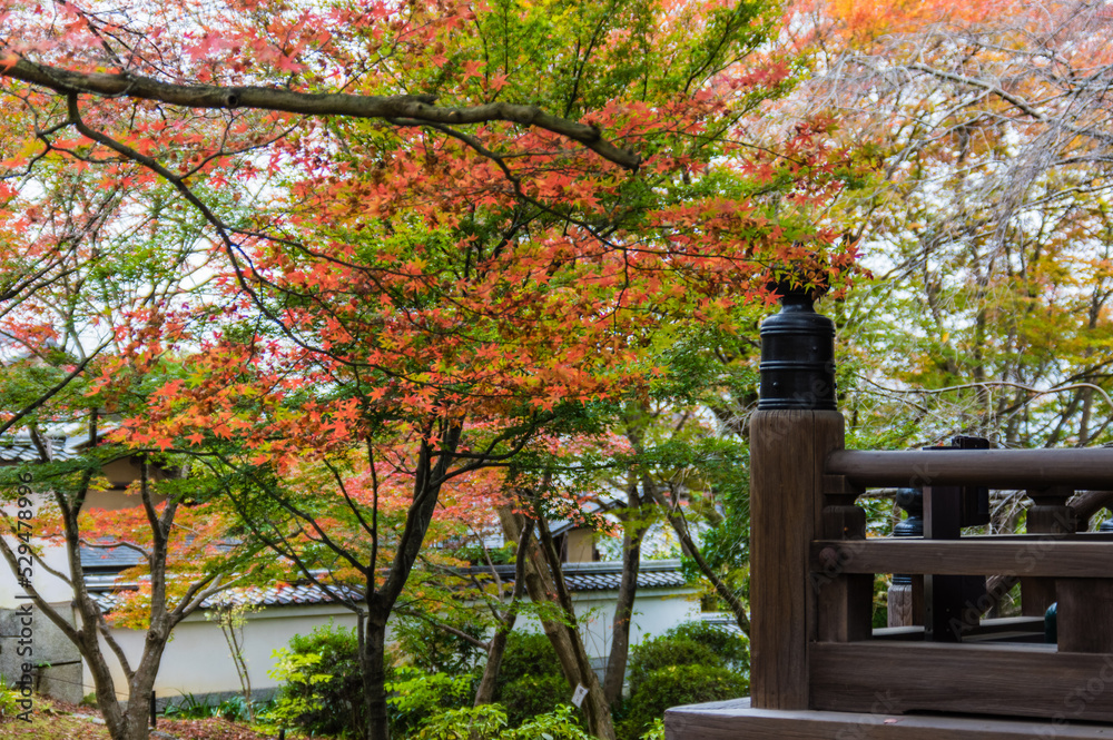 京都の秋