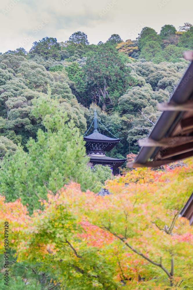 京都の秋