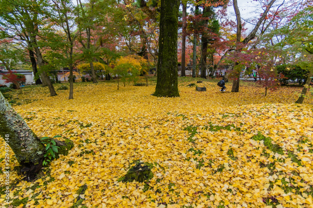 京都の秋