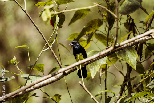 blackbird on the branch
