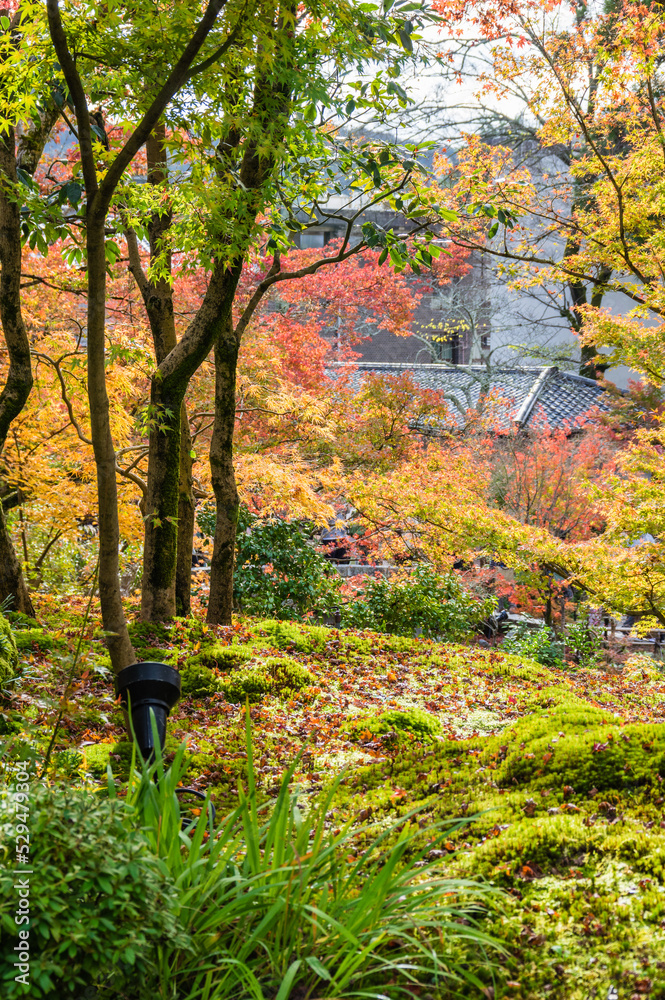 京都の秋