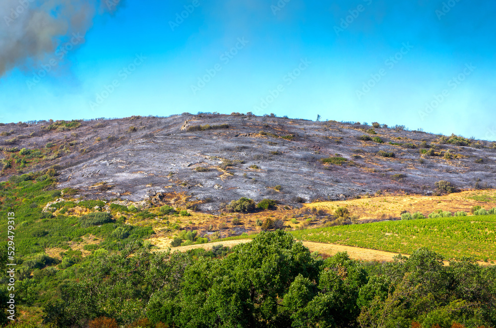 Fototapeta premium Intervention sur le lieu d'un incendie de forêt,Occitanie,France.