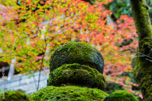 京都の秋