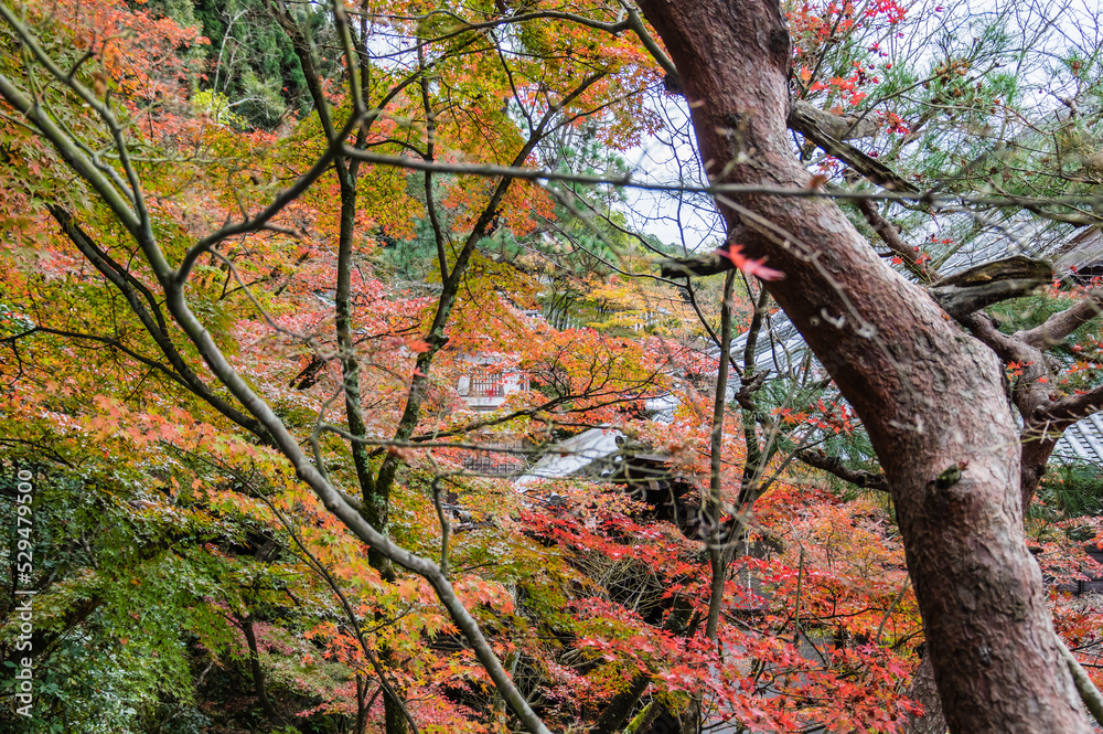 京都の秋