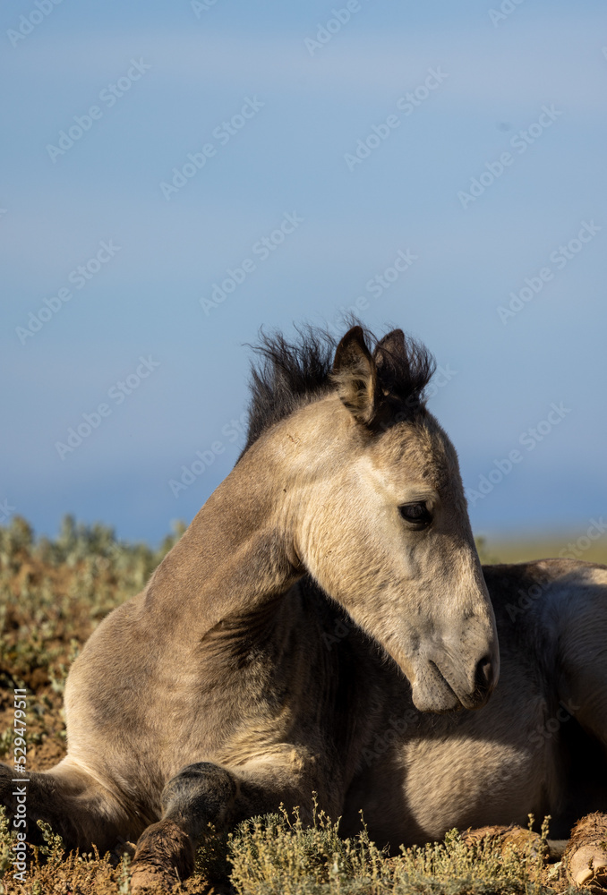 Wild Horse Foal in Summer in the Wyoming Desert Wild Horse Foal in Summer in the Wyoming Desert