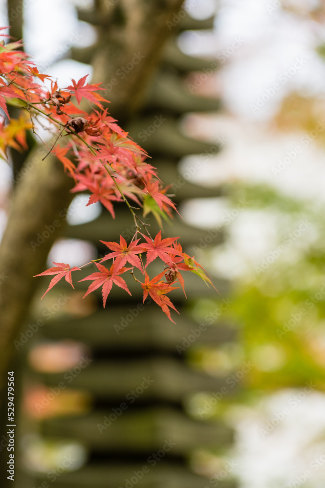 京都の秋