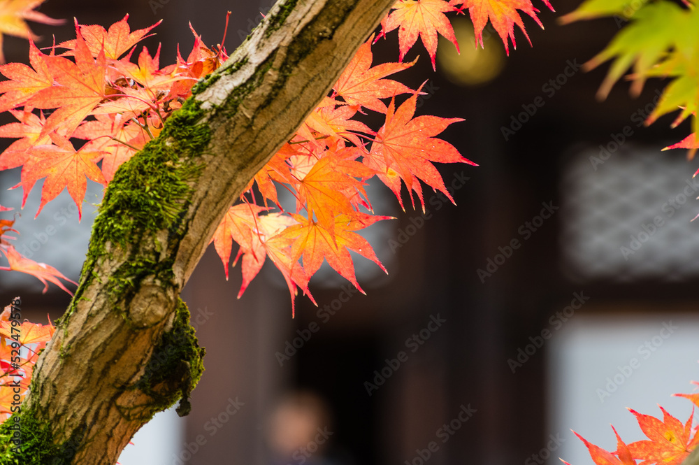 京都の秋