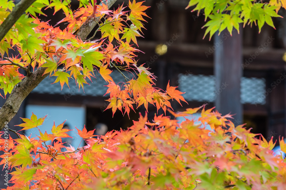 京都の秋
