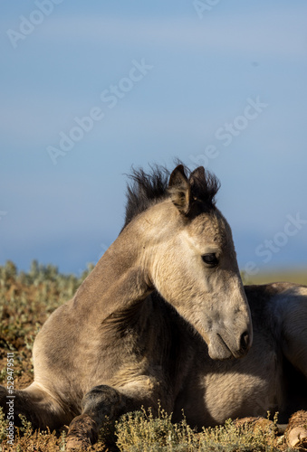 Wild Horse Foal in Summer in the Wyoming Desert © natureguy