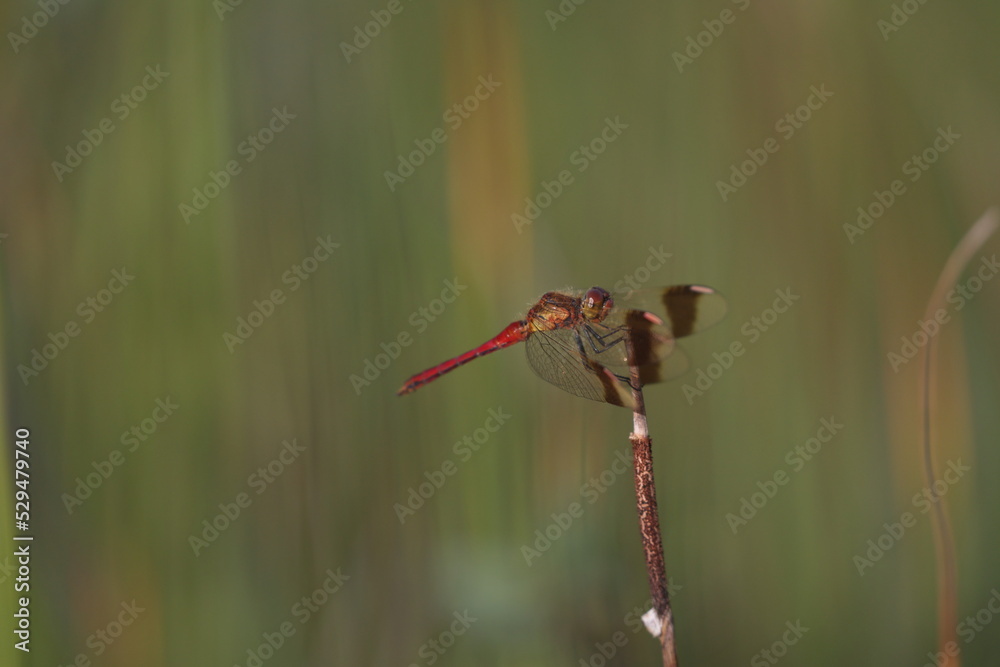 Banded darter dragonfly sitting in the grass in a swamp in summer Banded darter dragonfly sitting in the grass in a swamp in summer