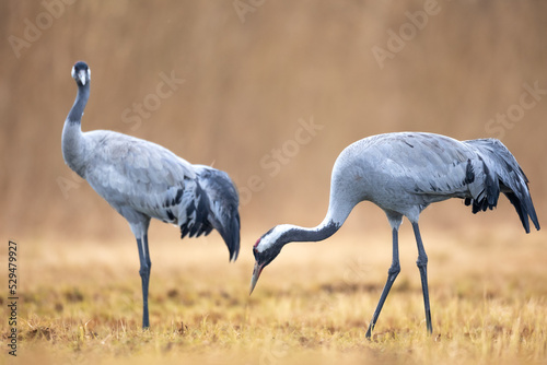 Wild common crane, grus grus, walking on hay field in spring nature. Large feathered bird landing on meadow from side view. Animal wildlife in wilderness. photo