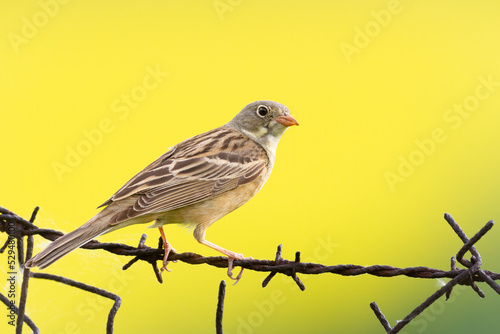 Bird - Ortolan Bunting Emberiza hortulana in its natural environment