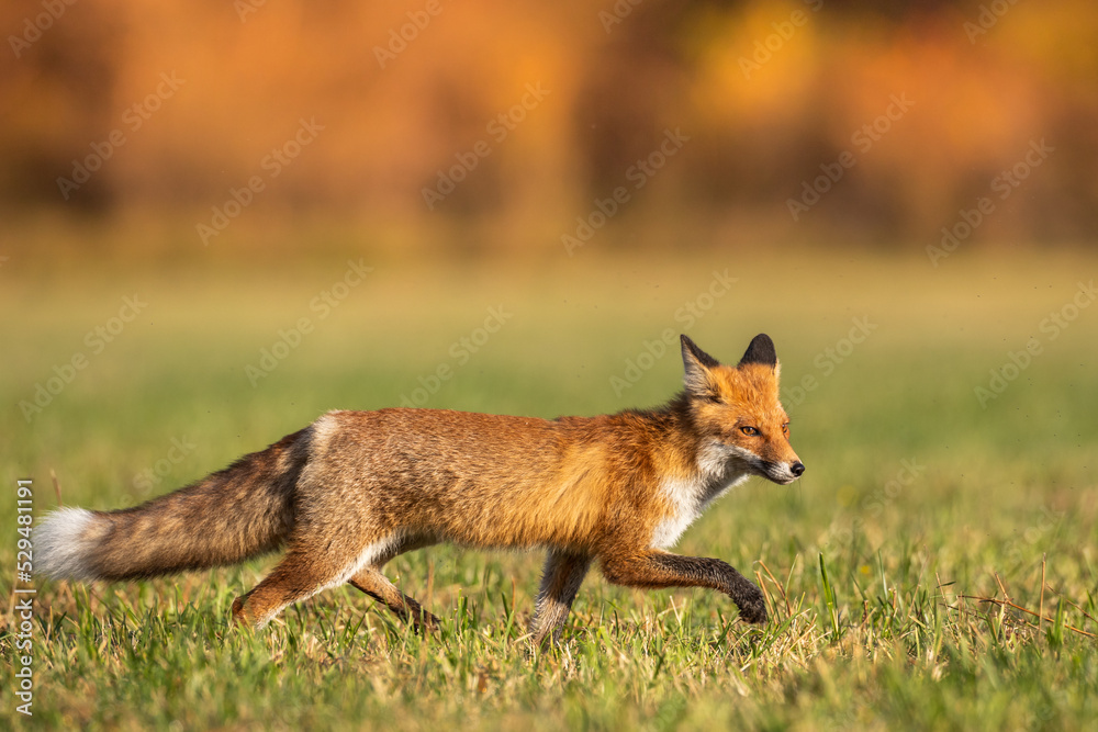 Fox (Vulpes vulpes) in autumn scenery, Poland Europe, animal walking among autumn meadow in amazing warm light Fox (Vulpes vulpes) in autumn scenery, Poland Europe, animal walking among autumn meadow in amazing warm light