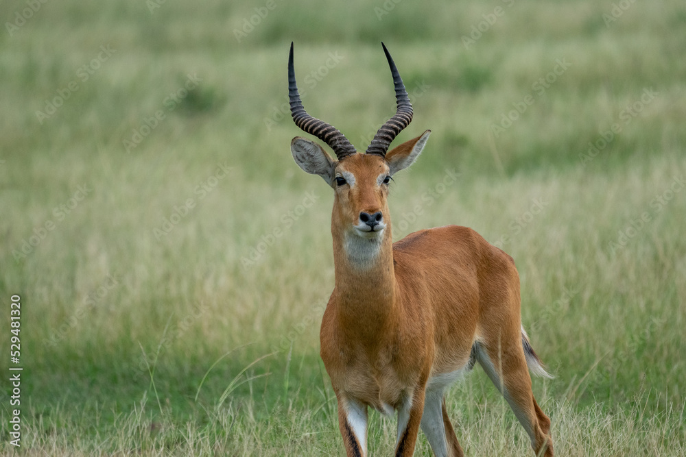 Beautiful impala front portrait looking forward on the grass in a national park in Uganda, Africa Beautiful impala front portrait looking forward on the grass in a national park in Uganda, Africa