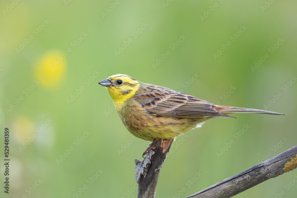 yellowhammer (Emberiza citrinella) on the branch amazing warm light sunset sundown