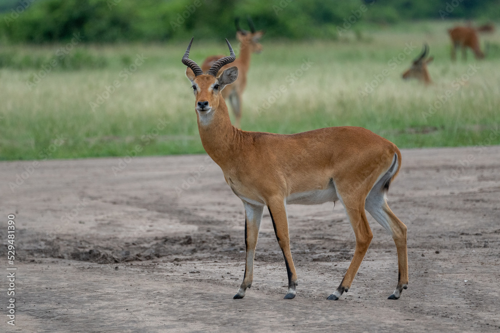 Beautiful impala portrait looking straight ahead in a national park in Uganda, Africa Beautiful impala portrait looking straight ahead in a national park in Uganda, Africa