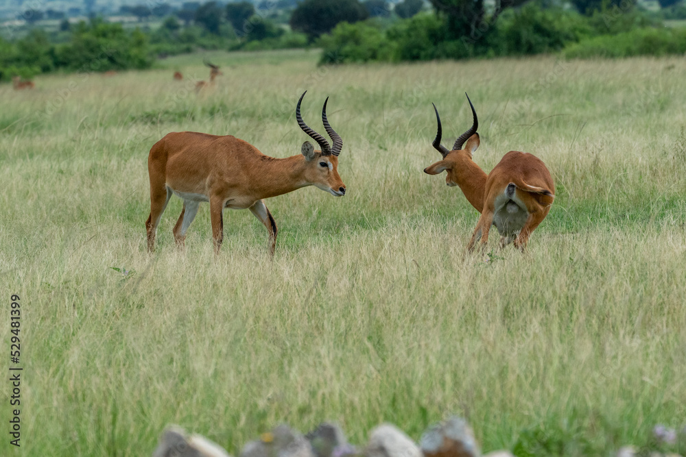 Beautiful portrait of two impalas after facing each other, the loser runs away in a national park in Uganda, Africa