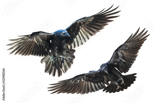 Birds flying ravens isolated on white background Corvus corax. Halloween - mix two flying birds © Marcin Perkowski