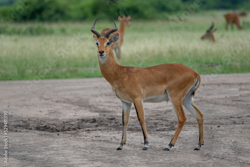 Beautiful impala portrait looking straight ahead in a national park in Uganda, Africa